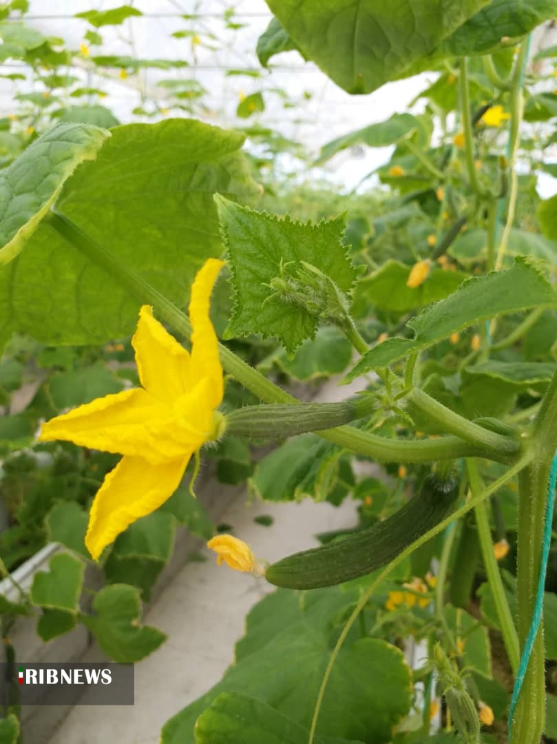 سموم محصولات کشاورزی علیه سلامت جسمی و روان مردم