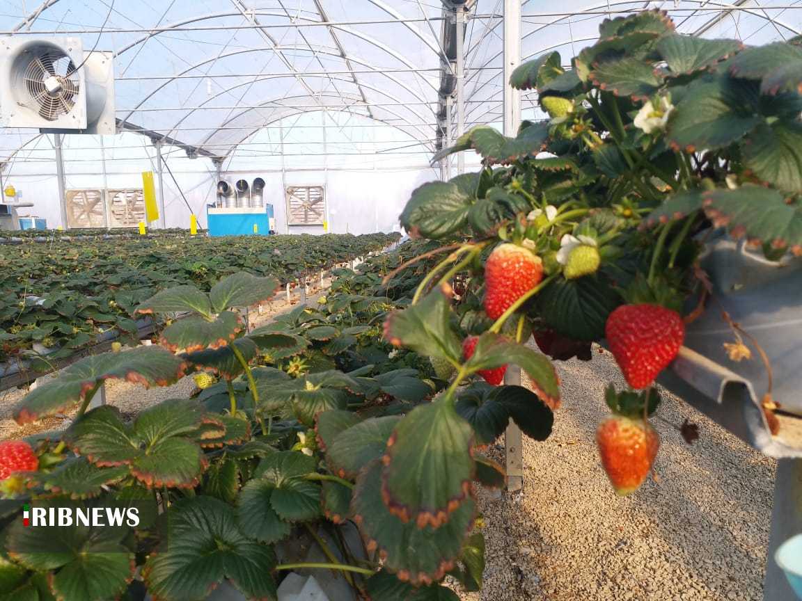 سموم محصولات کشاورزی علیه سلامت جسمی و روان مردم