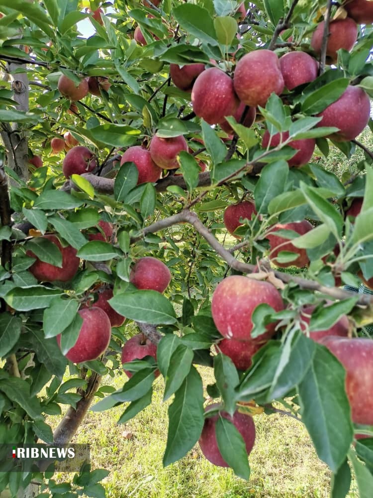 سموم محصولات کشاورزی علیه سلامت جسمی و روان مردم