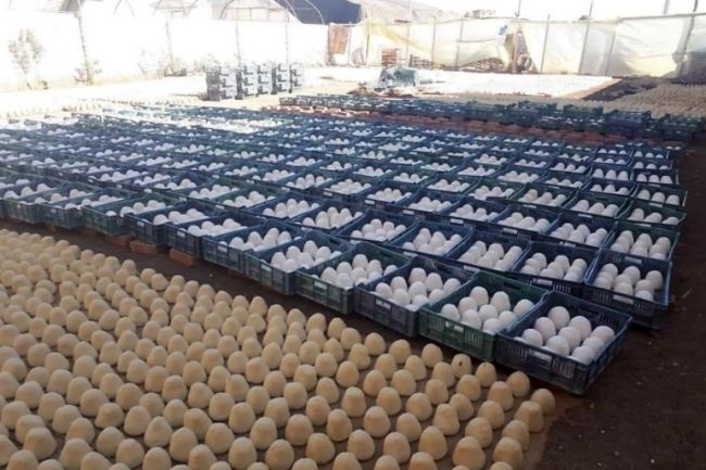 پلمب کارخانه تولید پنیر فاسد در مصر+تصاویر