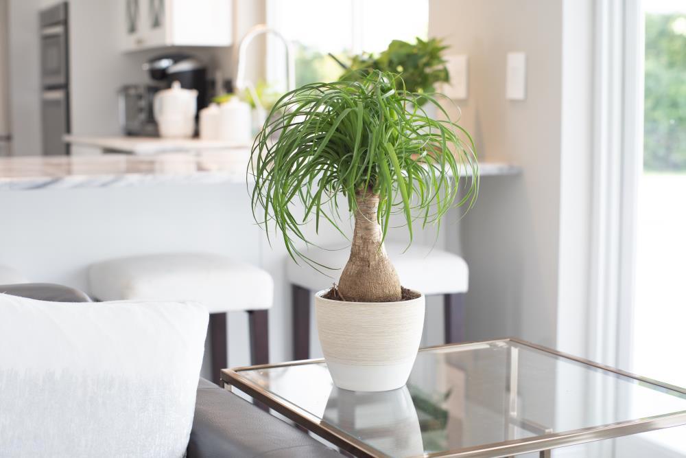 نکاتی درباره گیاه لیندا یا نخل دم اسبی نکاتی درباره گیاه لیندا یا نخل دم اسبی