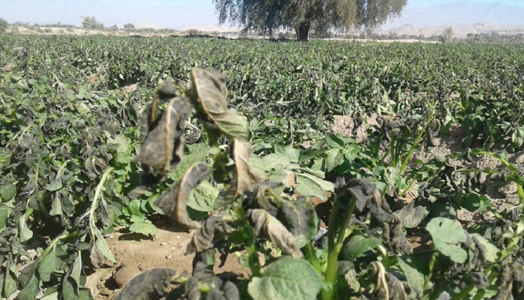 هشدار سوز سرما در خرمن کشاورزان استان بوشهر هشدار سوز سرما در خرمن کشاورزان استان بوشهر