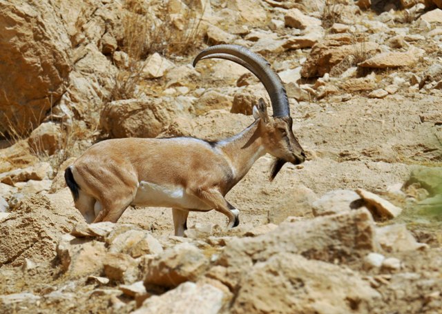 رفتار تحسین برانگیز گله دار گچسارانی با کَل وحشی