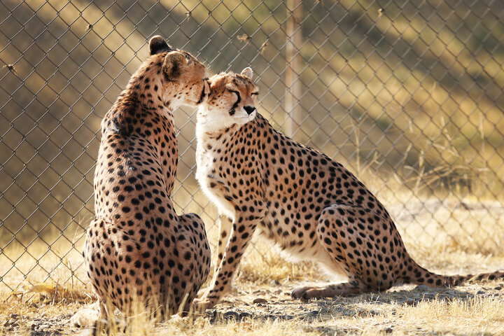 امید دنیا به ایران در توران