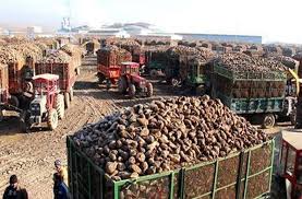 پرداخت ۹۵ درصد از مطالبات چغندرکاران آذربایجانغربی