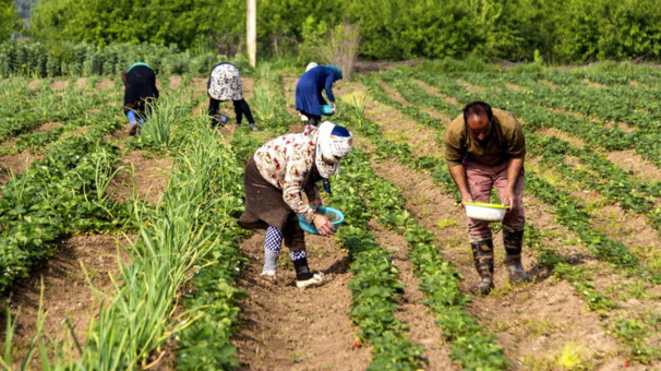 ضرورت تغییر سبک کشاورزی