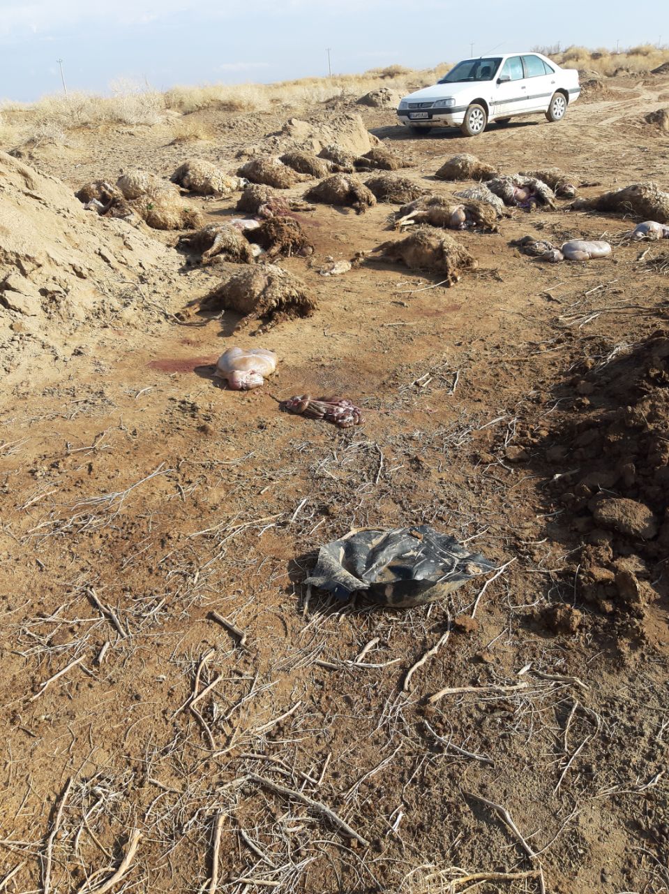 تلف شدن ۲۰ رأس گوسفند در حمله گرگهای گرسنه در بشرویه تلف شدن ۲۰ رأس گوسفند در حمله گرگهای گرسنه در بشرویه