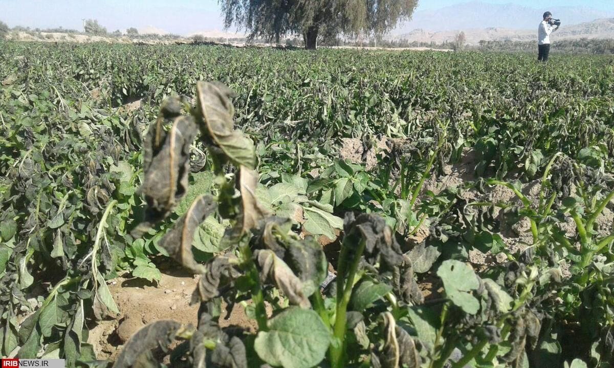 خسارت سرمازدگی به محصولات کشاورزی دزفول