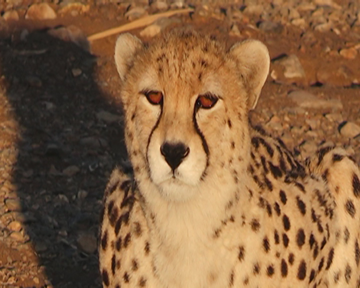 فیروز و فراز در انتظار پاسخ مثبت ایران