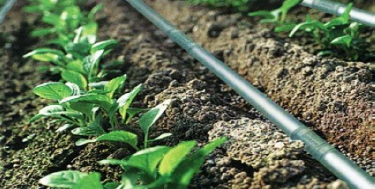 کشت‌های بی تدبیر؛ جان زمین را می‌مکد