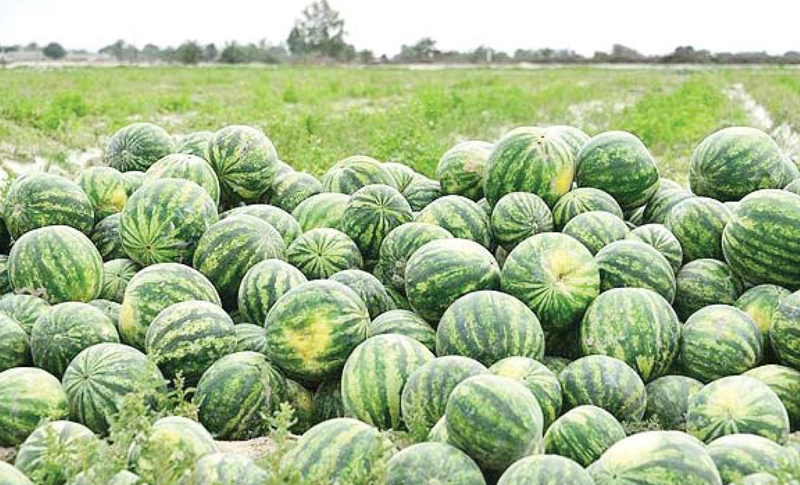 کشت‌های بی تدبیر؛ جان زمین را می‌مکد