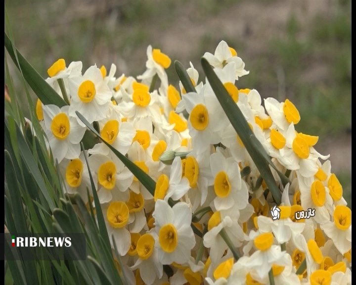 برداشت گل از بزرگترین نرگس زار دیم کشور