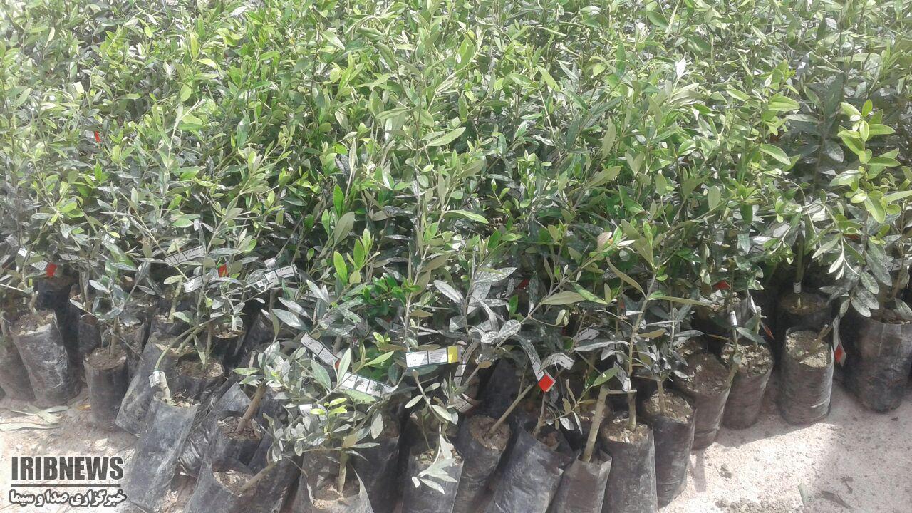 کاشت ۱۷ هزار نهال به یاد شهدا در یزد کاشت ۱۷ هزار نهال به یاد شهدا در یزد