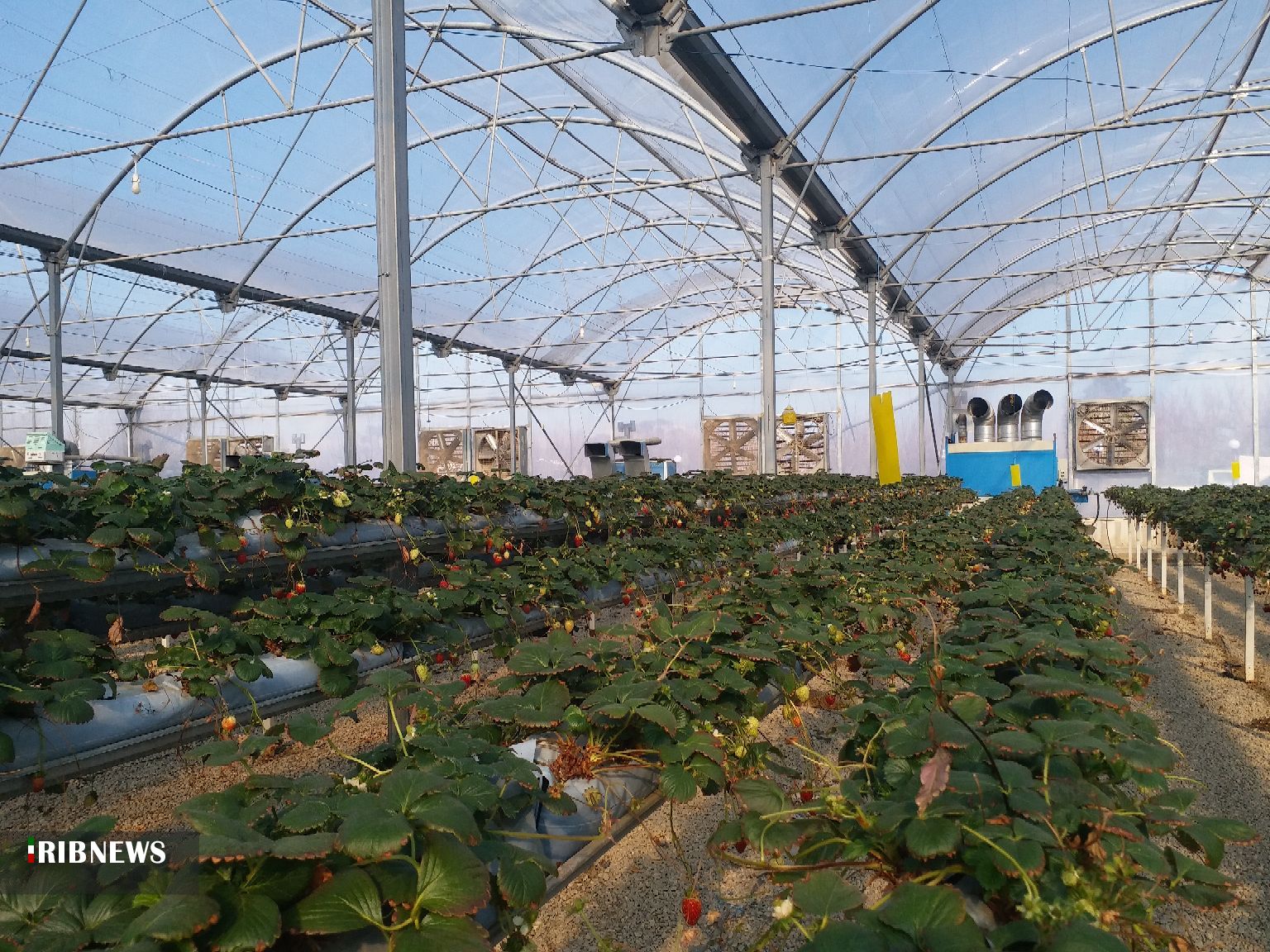 دستاوردهای مهم کشاورزی آذربایجانغربی درسالهای پس از انقلاب دستاوردهای مهم کشاورزی آذربایجانغربی درسالهای پس از انقلاب