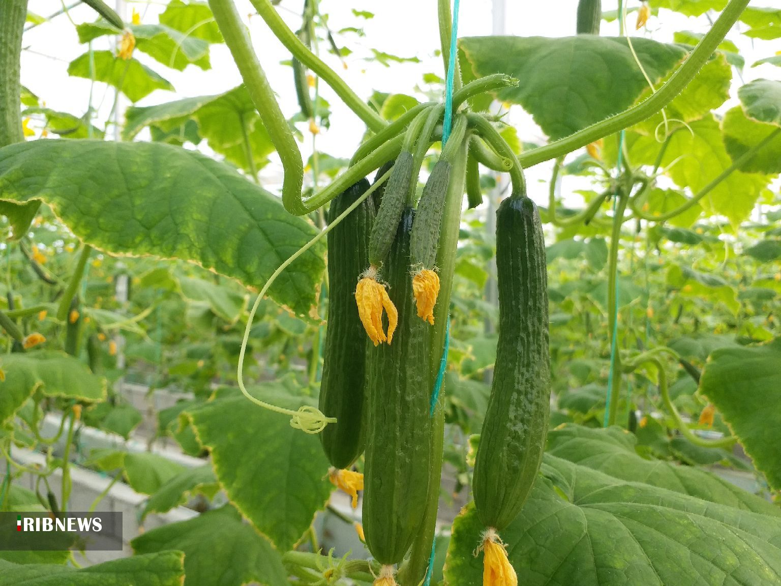 دستاوردهای مهم کشاورزی آذربایجانغربی درسالهای پس از انقلاب دستاوردهای مهم کشاورزی آذربایجانغربی درسالهای پس از انقلاب