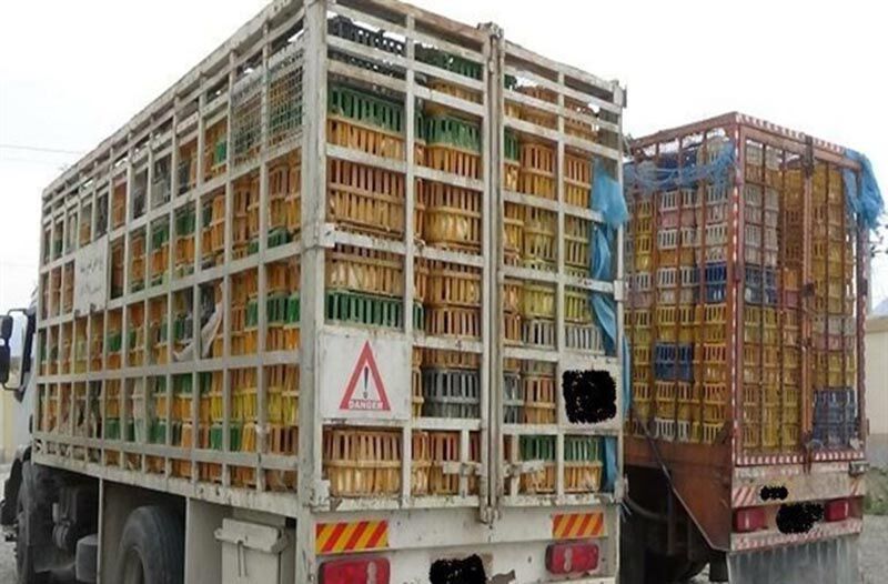 کشف بیش از ۶ تُن مرغ قاچاق در دره شهر کشف بیش از ۶ تُن مرغ قاچاق در دره شهر
