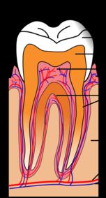 از رویا تا واقعیت