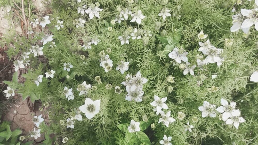 افزایش سطح زیر کشت گیاه دارویی سیاهدانه در استان بوشهر