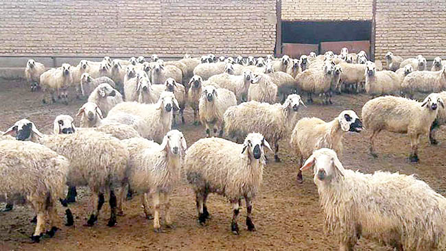 خسارت به دامداران و صادرکنندگان با ممنوعیت صادرات دام خسارت به دامداران و صادرکنندگان با ممنوعیت صادرات دام