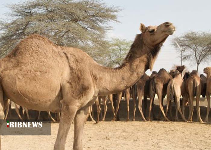 کشتی صحرا، سوار بر موج اقتصاد مقاومتی