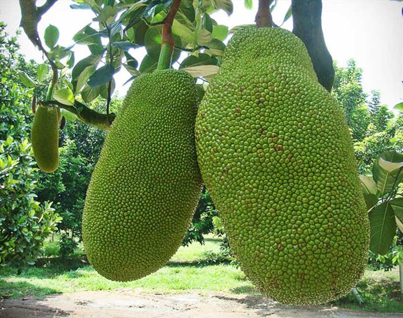 جک فروت؛ میوهای عجیب با خواص فراوان جک فروت؛ میوهای عجیب با خواص فراوان