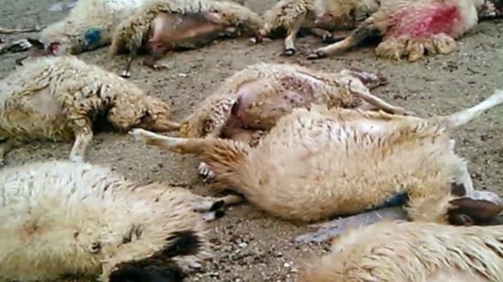 حمله گرگها به یک دامداری در یزد حمله گرگها به یک دامداری در یزد