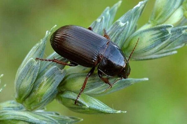 سوسک سیاه گندم پشت حصار اراضی رامهرمز