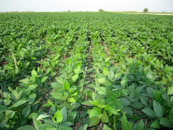 بیمه هزار و ۹۵۶ هکتار از دیمزار‌های نکا