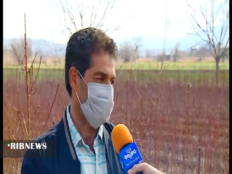 تولید  و توزیع ۳۵۰ هزار اصله نهال شناسه دار در خراسان شمالی