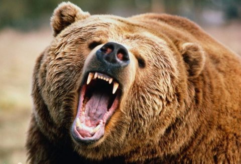 حمله خرس به یک چوپان در ماسال