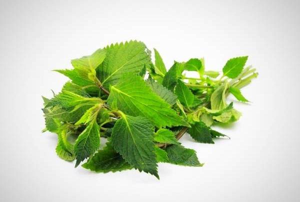 همه چیز درباره پیشگیری و درمان تبخال همه چیز درباره پیشگیری و درمان تبخال