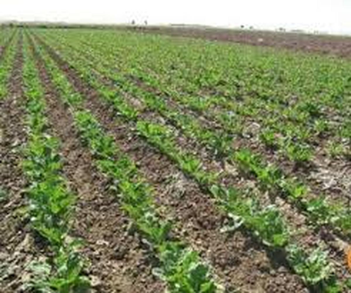 کشاورزان کرمانشاهی بدون عقد قرارداد چغندرقند نکارند. کشاورزان کرمانشاهی بدون عقد قرارداد چغندرقند نکارند.