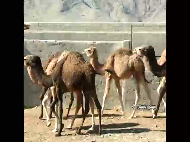 روزهايي تلخ براي صنعت دامپروري در سیستان وبلوچستان