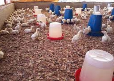 ایجاد اشتغال و افزایش درآمد زنان روستایی در هندیجان ایجاد اشتغال و افزایش درآمد زنان روستایی در هندیجان