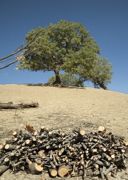 از کودکان زاگرس تا آمایش سرزمین از کودکان زاگرس تا آمایش سرزمین