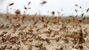 آمادگی و تمهیدات لازم در خوزستان برای مقابله با حمله ملخ ها آمادگی و تمهیدات لازم در خوزستان برای مقابله با حمله ملخ ها