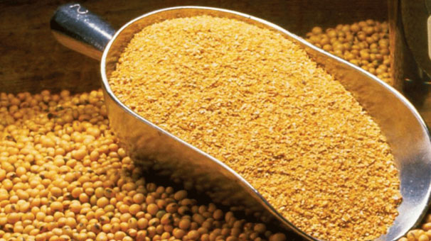 کشف ۸ تن نهاده دامی آلوده و قاچاق در استان ایلام کشف ۸ تن نهاده دامی آلوده و قاچاق در استان ایلام