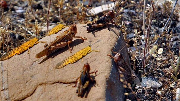 پایش مزارع گچساران علیه آفت ملخ