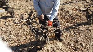 مبارزه زمستانه با آفات و بیماریهای درختان میوه مبارزه زمستانه با آفات و بیماریهای درختان میوه