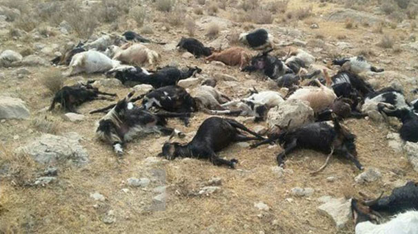 حمله شبانه گرگ ها به گله گوسفند عشایری