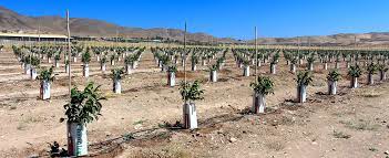 فعالیت دو باغ از  پنج باغ مادری فعال  کشور درخراسان رضوی