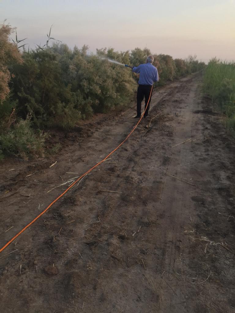 استقرار چهار گروه پایش ملخ در زمین‌های کشاورزی شلمچه