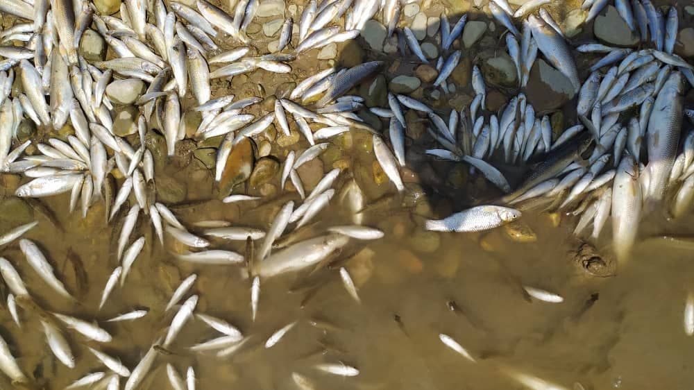 تلف شدن آبزیان در رودخانه کلارود بندپی غربی