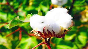 باران های نقطه ای فرصت مناسب برای آغاز کشت طلای سفید در گلستان