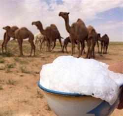 طلای سفید بیابان؛ محصور در سنگلاخ بی توجهی