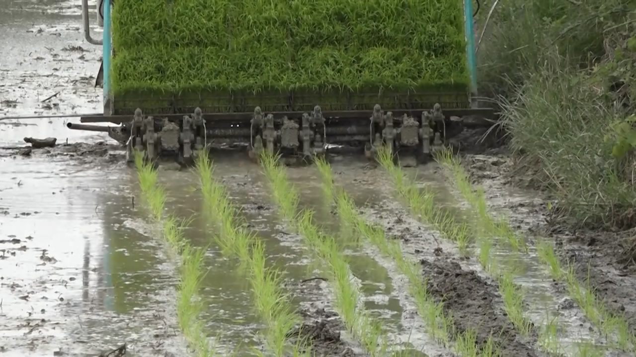افزایش ۱۰۰ درصدی نشاء مکانیزه برنج مازندران