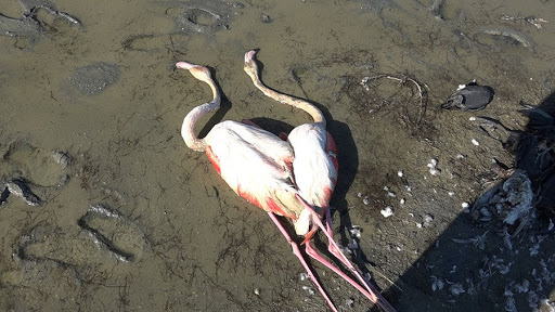 آی آدمها که روی ساحل آرام، در کار تماشائید! آی آدمها که روی ساحل آرام، در کار تماشائید!