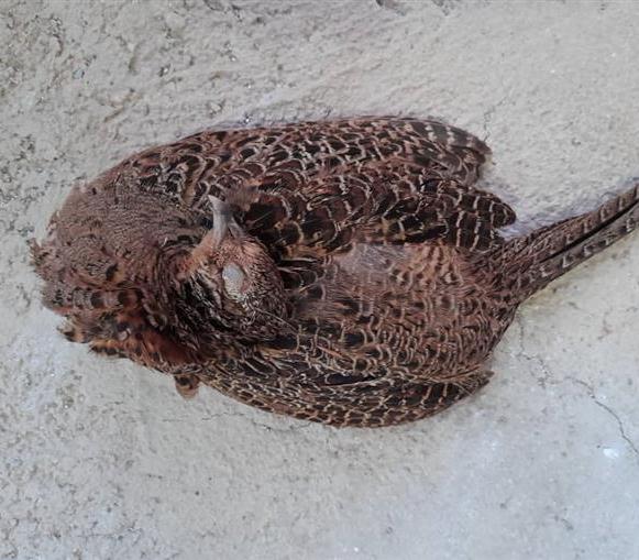 دستگیری متخلفان شکار و صید در مازندران