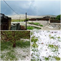 خسارت ۲۴۰۰ میلیارد ریالی سرمازدگی و تگرگ به بخش کشاورزی ارومیه