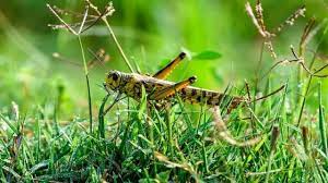 پایش مزارع حمیدیه علیه زنگ گندم و ملخ دریایی